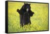 Black Bears Playing-W. Perry Conway-Framed Stretched Canvas