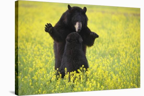 Black Bears Playing-W. Perry Conway-Stretched Canvas