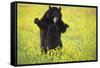 Black Bears Playing-W. Perry Conway-Framed Stretched Canvas