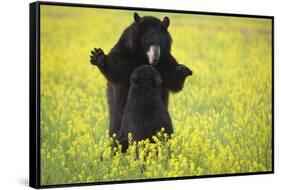 Black Bears Playing-W. Perry Conway-Framed Stretched Canvas