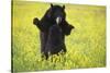 Black Bears Playing-W. Perry Conway-Stretched Canvas