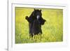 Black Bears Playing-W. Perry Conway-Framed Photographic Print