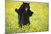 Black Bears Playing-W. Perry Conway-Mounted Photographic Print