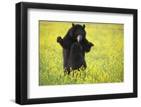 Black Bears Playing-W. Perry Conway-Framed Photographic Print