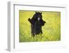 Black Bears Playing-W. Perry Conway-Framed Photographic Print