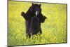 Black Bears Playing-W. Perry Conway-Mounted Photographic Print