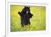 Black Bears Playing-W. Perry Conway-Framed Photographic Print