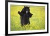 Black Bears Playing-W. Perry Conway-Framed Photographic Print