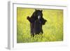 Black Bears Playing-W. Perry Conway-Framed Photographic Print