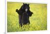 Black Bears Playing-W. Perry Conway-Framed Photographic Print