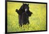 Black Bears Playing-W. Perry Conway-Framed Photographic Print