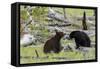 Black Bears, Spring Courting-Ken Archer-Framed Stretched Canvas