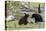 Black Bears, Spring Courting-Ken Archer-Stretched Canvas