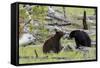 Black Bears, Spring Courting-Ken Archer-Framed Stretched Canvas