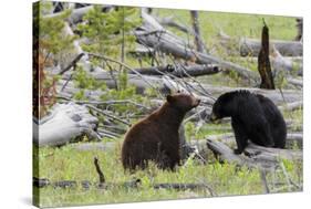 Black Bears, Spring Courting-Ken Archer-Stretched Canvas
