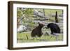 Black Bears, Spring Courting-Ken Archer-Framed Photographic Print