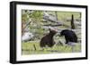 Black Bears, Spring Courting-Ken Archer-Framed Photographic Print