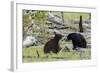 Black Bears, Spring Courting-Ken Archer-Framed Photographic Print