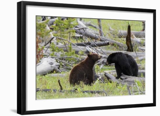 Black Bears, Spring Courting-Ken Archer-Framed Photographic Print