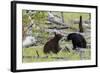 Black Bears, Spring Courting-Ken Archer-Framed Photographic Print