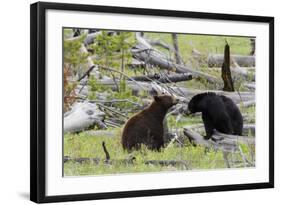 Black Bears, Spring Courting-Ken Archer-Framed Photographic Print