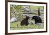 Black Bears, Spring Courting-Ken Archer-Framed Photographic Print