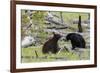 Black Bears, Spring Courting-Ken Archer-Framed Photographic Print