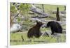 Black Bears, Spring Courting-Ken Archer-Framed Photographic Print