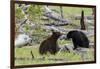 Black Bears, Spring Courting-Ken Archer-Framed Photographic Print