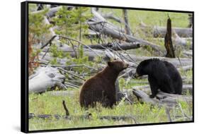 Black Bears, Spring Courting-Ken Archer-Framed Stretched Canvas