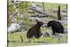 Black Bears, Spring Courting-Ken Archer-Stretched Canvas