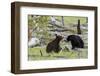 Black Bears, Spring Courting-Ken Archer-Framed Photographic Print