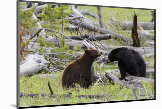 Black Bears, Spring Courting-Ken Archer-Mounted Photographic Print