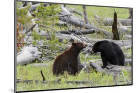 Black Bears, Spring Courting-Ken Archer-Mounted Photographic Print