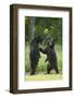 Black bears (Ursus americanus) standing on back legs, fighting, Minnesota, USA, June-Danny Green-Framed Photographic Print