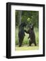 Black bears (Ursus americanus) standing on back legs, fighting, Minnesota, USA, June-Danny Green-Framed Photographic Print