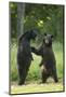 Black bears (Ursus americanus) standing on back legs, fighting, Minnesota, USA, June-Danny Green-Mounted Photographic Print