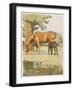 Black Beauty and Mother-null-Framed Art Print