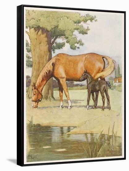 Black Beauty and Mother-null-Framed Stretched Canvas