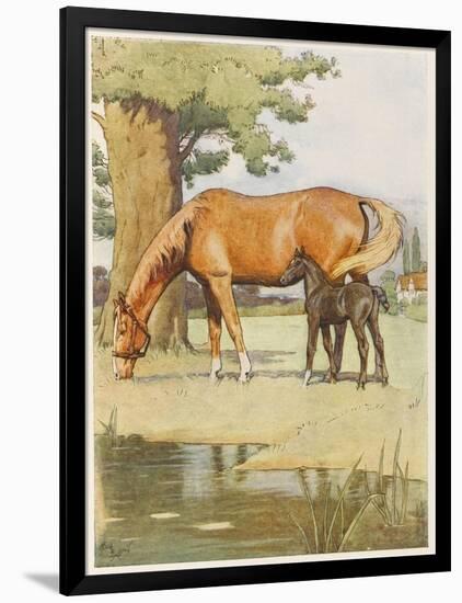 Black Beauty and Mother-null-Framed Art Print