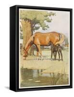 Black Beauty and Mother-null-Framed Stretched Canvas