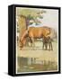 Black Beauty and Mother-null-Framed Stretched Canvas