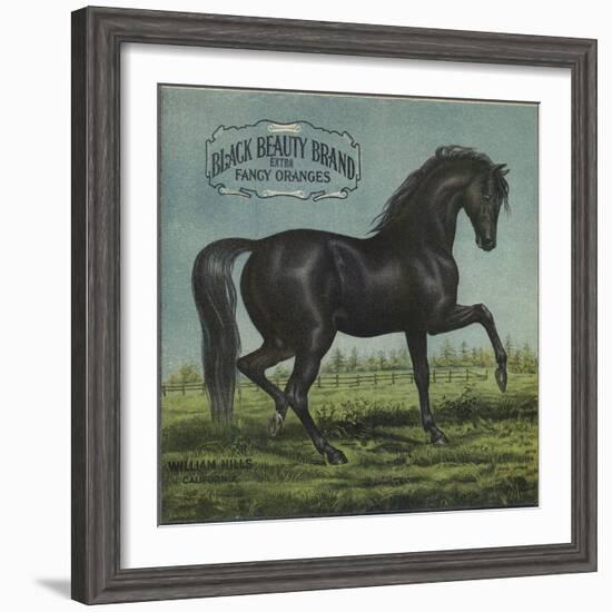 Black Beauty Brand - William Hills, California - Citrus Crate Label-Lantern Press-Framed Art Print