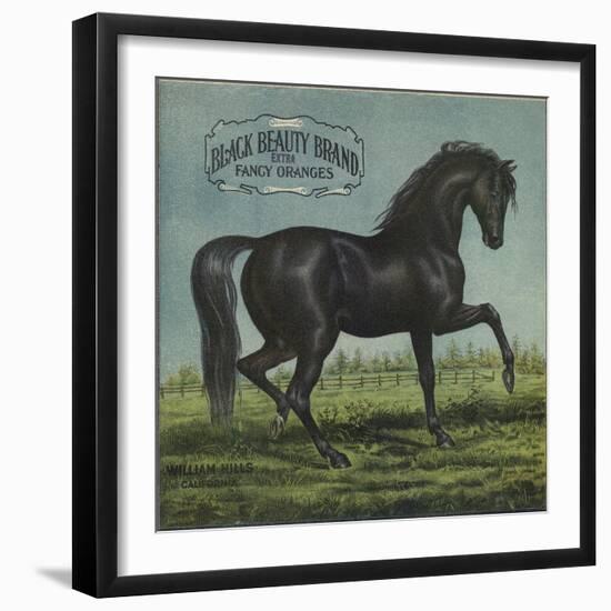 Black Beauty Brand - William Hills, California - Citrus Crate Label-Lantern Press-Framed Art Print