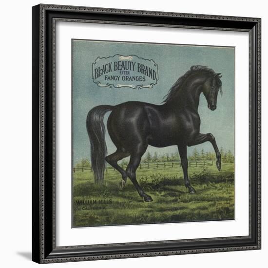 Black Beauty Brand - William Hills, California - Citrus Crate Label-Lantern Press-Framed Art Print