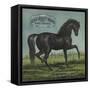 Black Beauty Brand - William Hills, California - Citrus Crate Label-Lantern Press-Framed Stretched Canvas