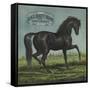 Black Beauty Brand - William Hills, California - Citrus Crate Label-Lantern Press-Framed Stretched Canvas