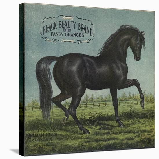 Black Beauty Brand - William Hills, California - Citrus Crate Label-Lantern Press-Stretched Canvas