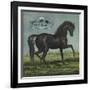 Black Beauty Brand - William Hills, California - Citrus Crate Label-Lantern Press-Framed Art Print