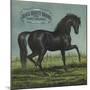 Black Beauty Brand - William Hills, California - Citrus Crate Label-Lantern Press-Mounted Art Print